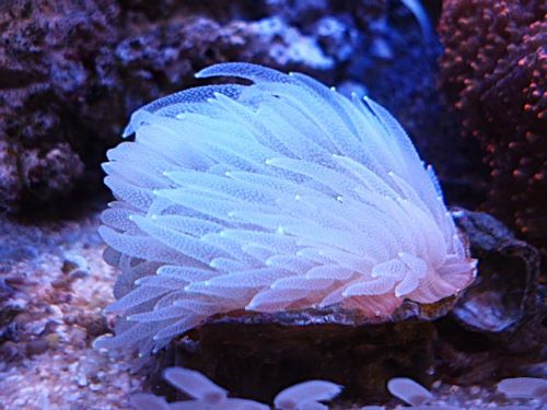 ウチウラタコアシサンゴ　ホワイト　２０２６年２月１４日撮影