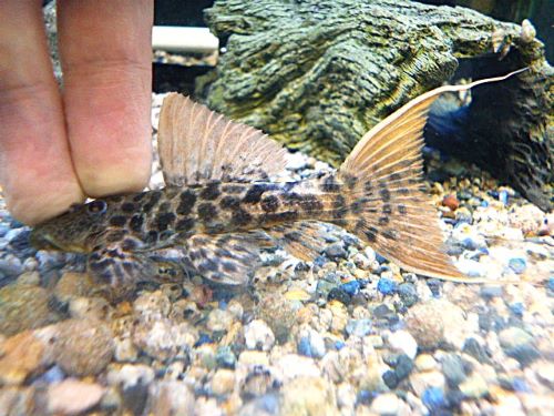 タイタニックトリムプレコ