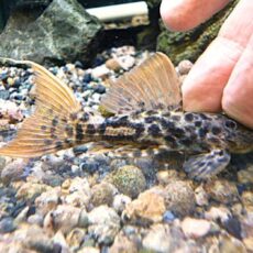 タイタニックトリムプレコ　約９ｃｍ　　２０２６年２月５日入荷　