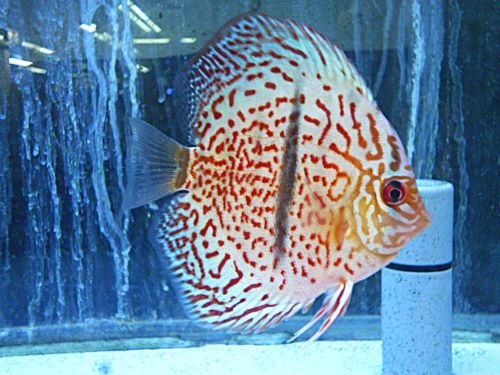 レオパードヘッケルディスカス①　２０２６年２月１３日入荷