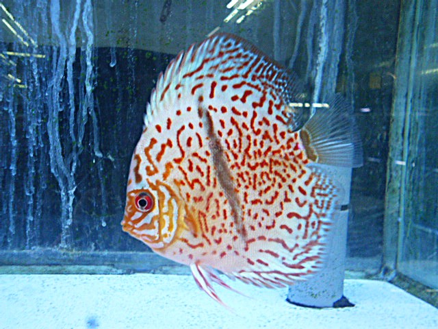 レオパードヘッケル・ディスカス