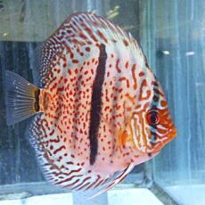 レオパードヘッケルディスカス②　２０２６年２月１３日入荷