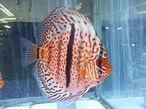 レオパードヘッケルディスカス②　２０２６年２月１３日入荷