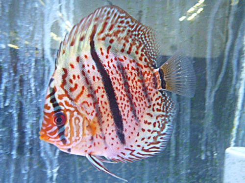 レオパードヘッケル・ディスカス