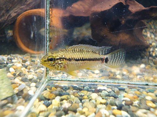 アピスト　フィールフレック　シングー　ペア　２０２６年２月１４日入荷