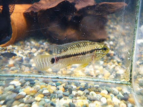 アピスト フィールフレック シングー ペア 2026年2月14日入荷 フィールフレック