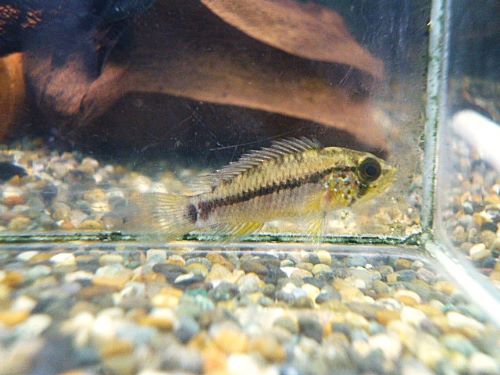 アピスト フィールフレック シングー ペア 2026年2月14日入荷 フィールフレック