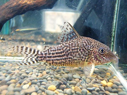 コリドラス　ハラルドシュルツＷＩＬＤ　２０２６年２月７日入荷