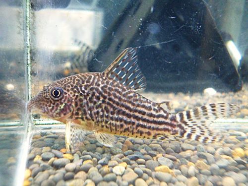 コリドラス　ハラルドシュルツ