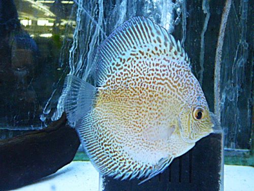 ブルースコーピオンディスカス⑤　２０２６年２月１３日入荷