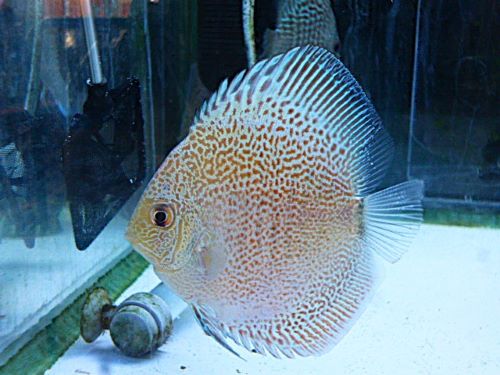 ブルースコーピオン・ディスカス