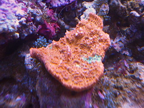 キッカサンゴ　レッド　２０２６年２月１５日撮影