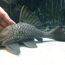 スポットロイヤルプレコ　２０２６年５月７日入荷