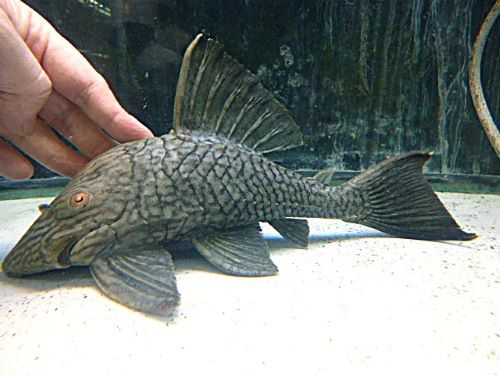 スポットロイヤルプレコ　２０２６年５月７日入荷