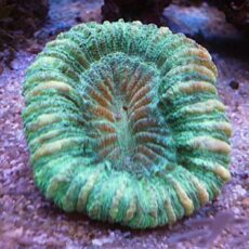 オオバナサンゴ　メタグリーン　２０２６年２月１５日撮影