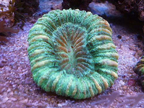 オオバナサンゴ　メタグリーン　２０２６年２月１５日撮影
