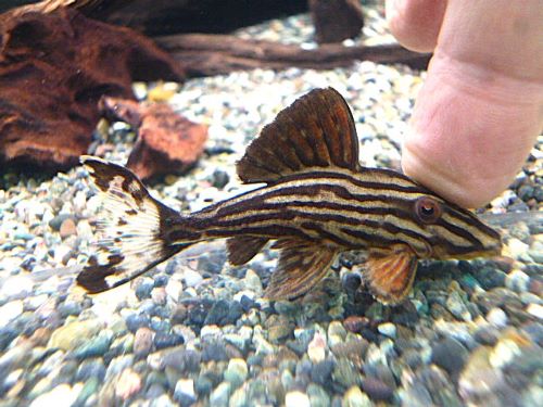 プラチナロイヤルプレコ