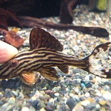 プラチナロイヤルプレコ約６ｃｍ⑥　　２０２５年１１月１３日入荷　