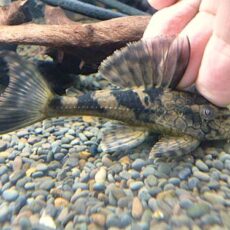 スネークスキンプレコ約９ｃｍ　①　２０２６年１月１５日入荷