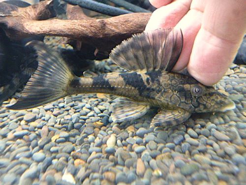 スネークスキンプレコ約９ｃｍ　①　２０２６年１月１５日入荷