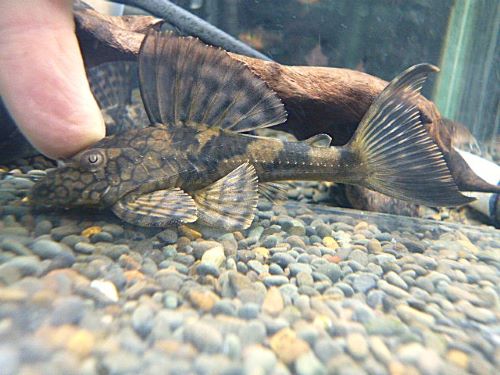 スネークスキンプレコ