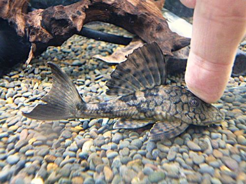 スネークスキンプレコ