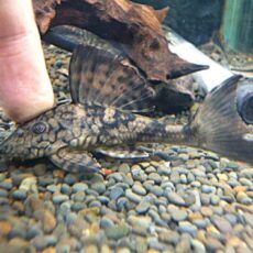 スネークスキンプレコ約９ｃｍ　②　２０２６年１月１５日入荷