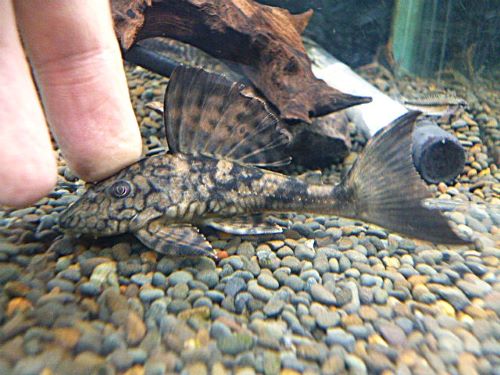 スネークスキンプレコ約９ｃｍ　②　２０２６年１月１５日入荷