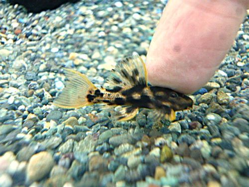 ウルトラスカーレットトリムプレコ