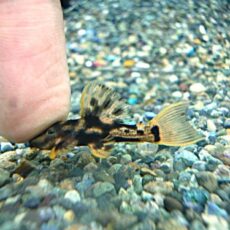 ウルトラスカーレットトリムプレコ①　２０２６年２月１１日入荷