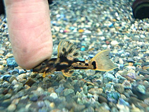 ウルトラスカーレットトリムプレコ①　２０２６年２月１１日入荷