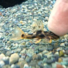 ウルトラスカーレットトリムプレコ②　２０２６年２月１１日入荷