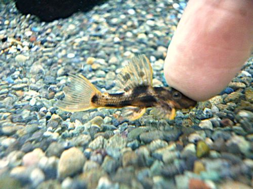 ウルトラスカーレットトリムプレコ②　２０２６年２月１１日入荷