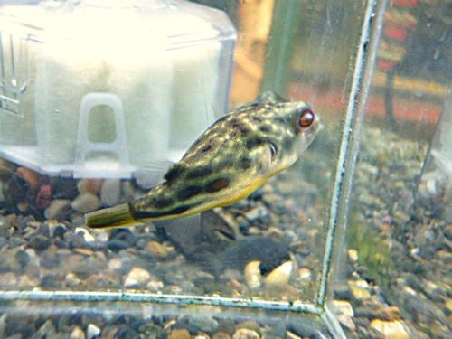 テトラオドン　パストゥレイタス