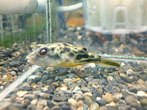 テトラオドン　パストゥレイタス