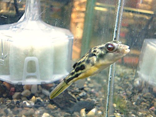 テトラオドン　パストゥレイタス