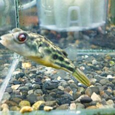 テトラオドン　パストゥレイタス　２０２６年２月１１日入荷