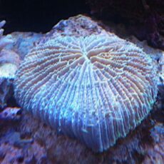 クサビライシ　２０２６年２月１６日撮影