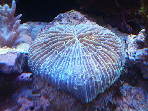 クサビライシ　２０２６年２月１６日撮影