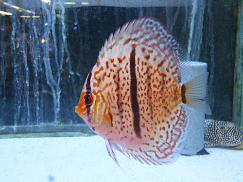 レオパードヘッケルディスカス③　２０２６年２月１３日入荷