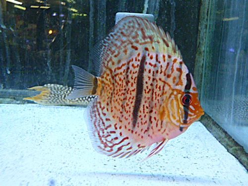 レオパードヘッケル・ディスカス