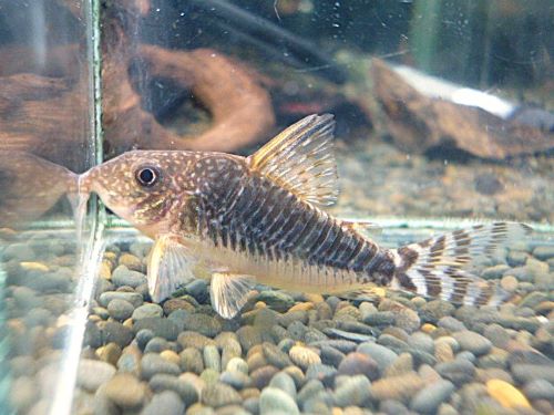 コリドラス　ロングノーズゴッセイ