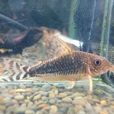 コリドラス　ロングノーズゴッセイ　２０２６年２月７日入荷