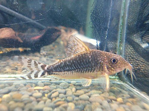 コリドラス　ロングノーズゴッセイ　２０２６年２月７日入荷