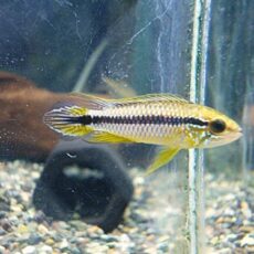 アピスト　アガシジ　クリペア　ペア②　２０２６年２月１６日入荷