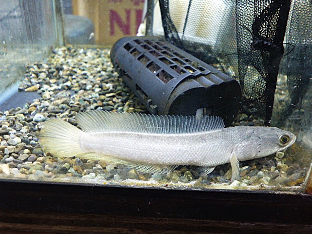 プラチナカムルチー