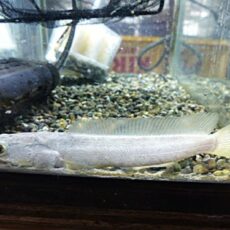 プラチナカムルチー　２０２６年２月１４日入荷