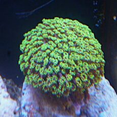 ハナガササンゴ　メタリックグリーン　２０２６年２月１７日撮影
