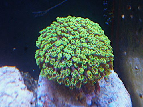 ハナガササンゴ　メタリックグリーン　２０２６年２月１７日撮影