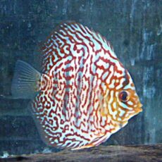 モザイクレオパードディスカス①　２０２６年２月１３日入荷